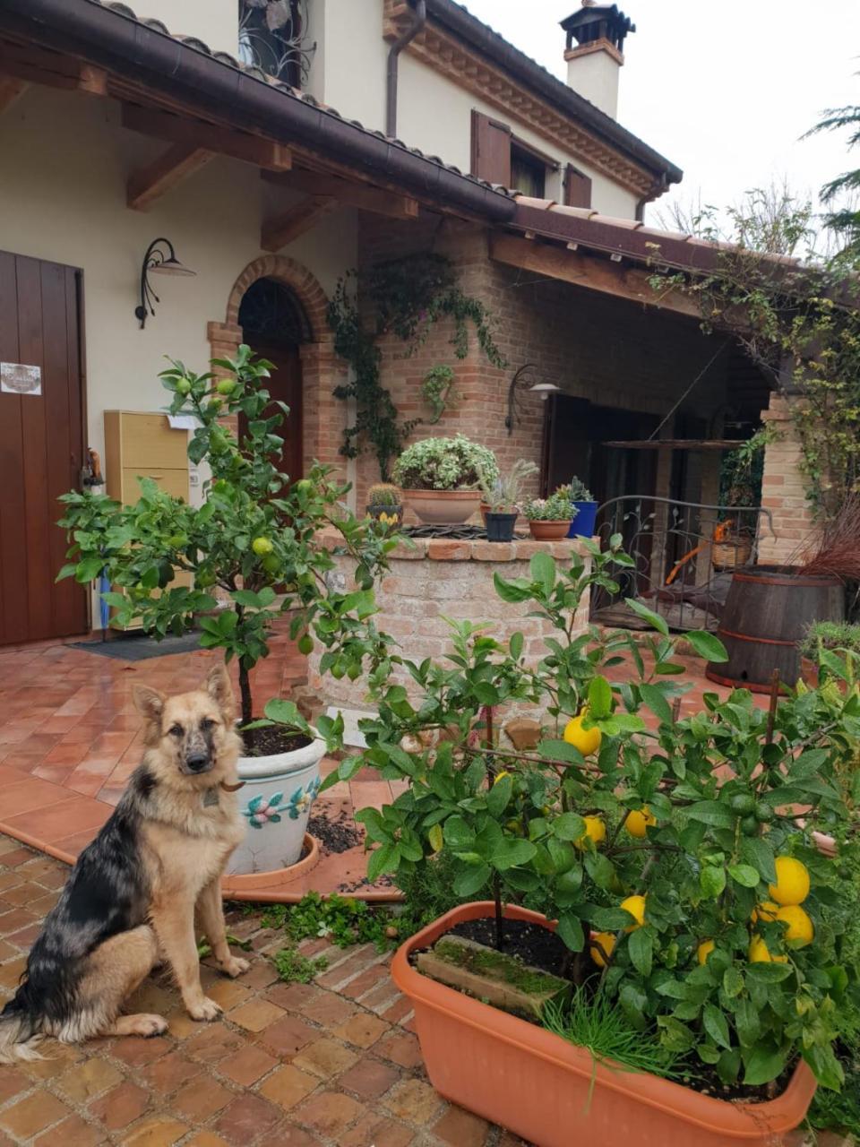Ca' Dei Gelsi B & B Coriano Eksteriør bilde