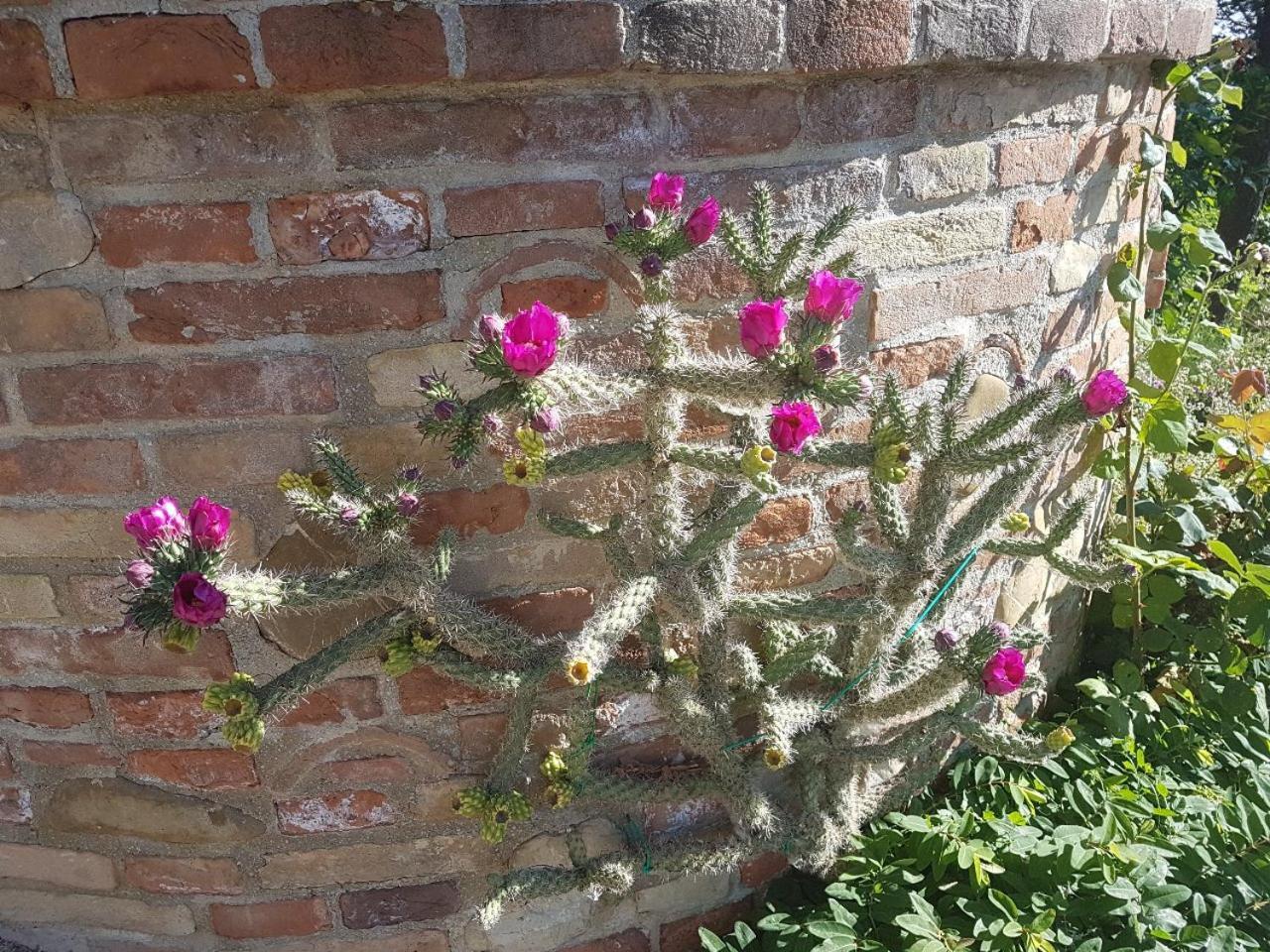 Ca' Dei Gelsi B & B Coriano Eksteriør bilde